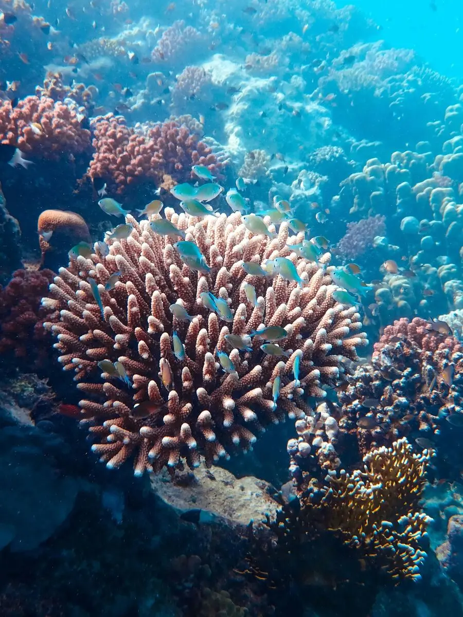 Vibrant coral formations in the Great Mayan Reef