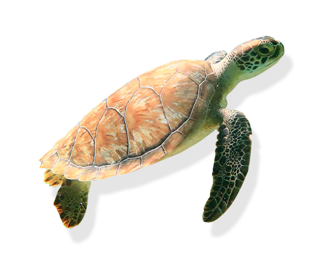 Sea turtle in the Puerto Morelos Reef National Park